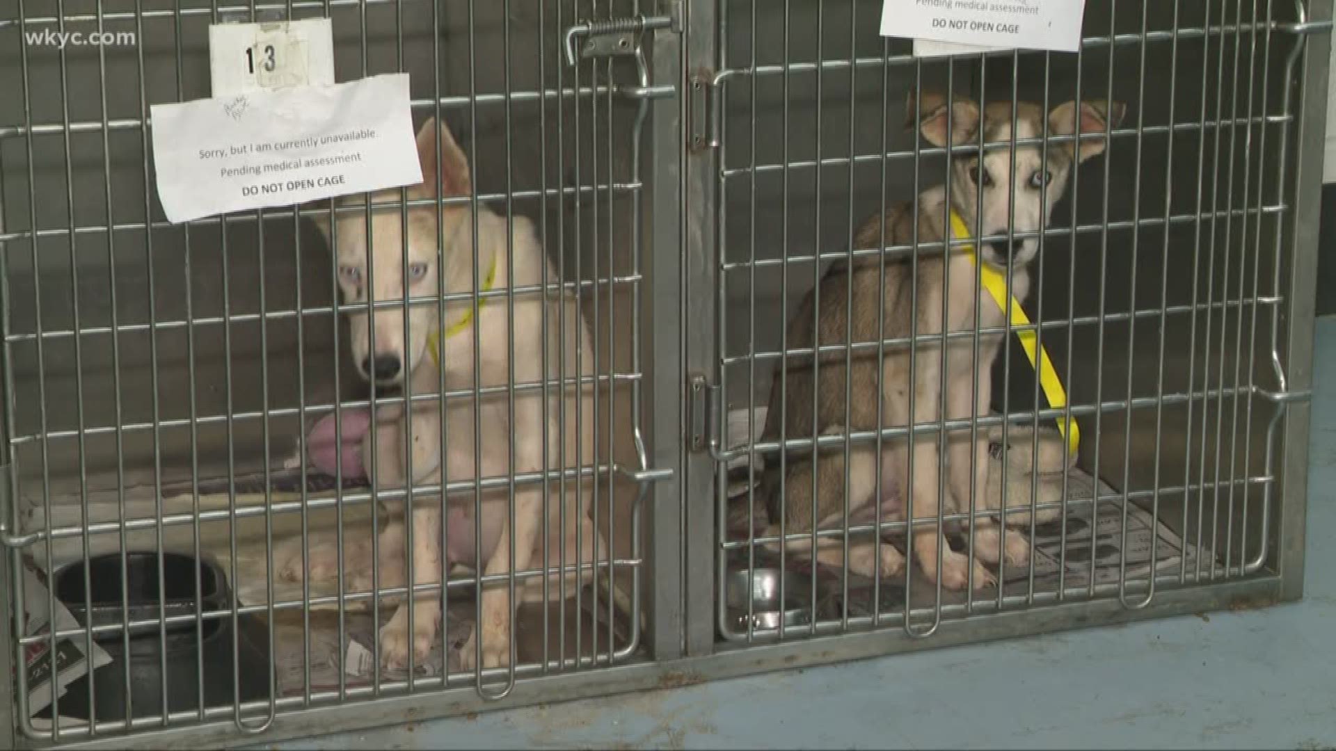 Northeast Ohio SPCA takes in more than 30 displaced animals from Hurricane Michael