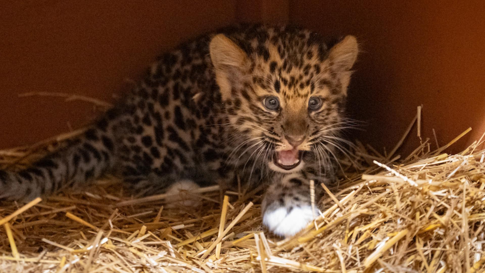 Cleveland Metroparks Zoo's Amur leopard cub officially named