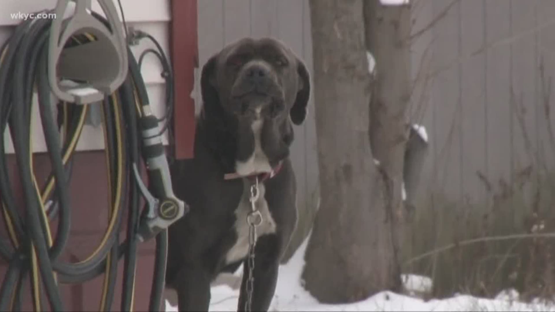 Tips for keeping your pets safe during the wintry weather
