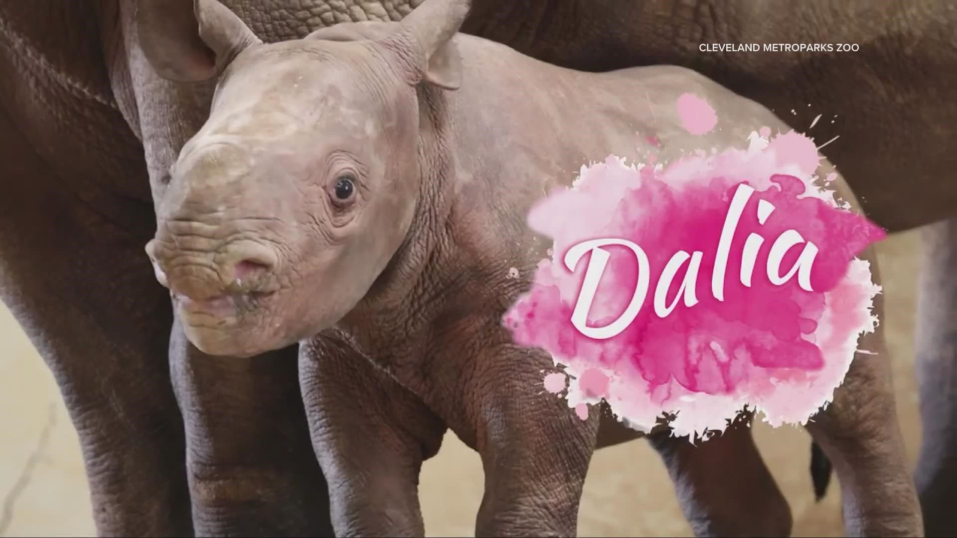 Meet Dalia: Cleveland Metroparks Zoo's baby rhino gets a name
