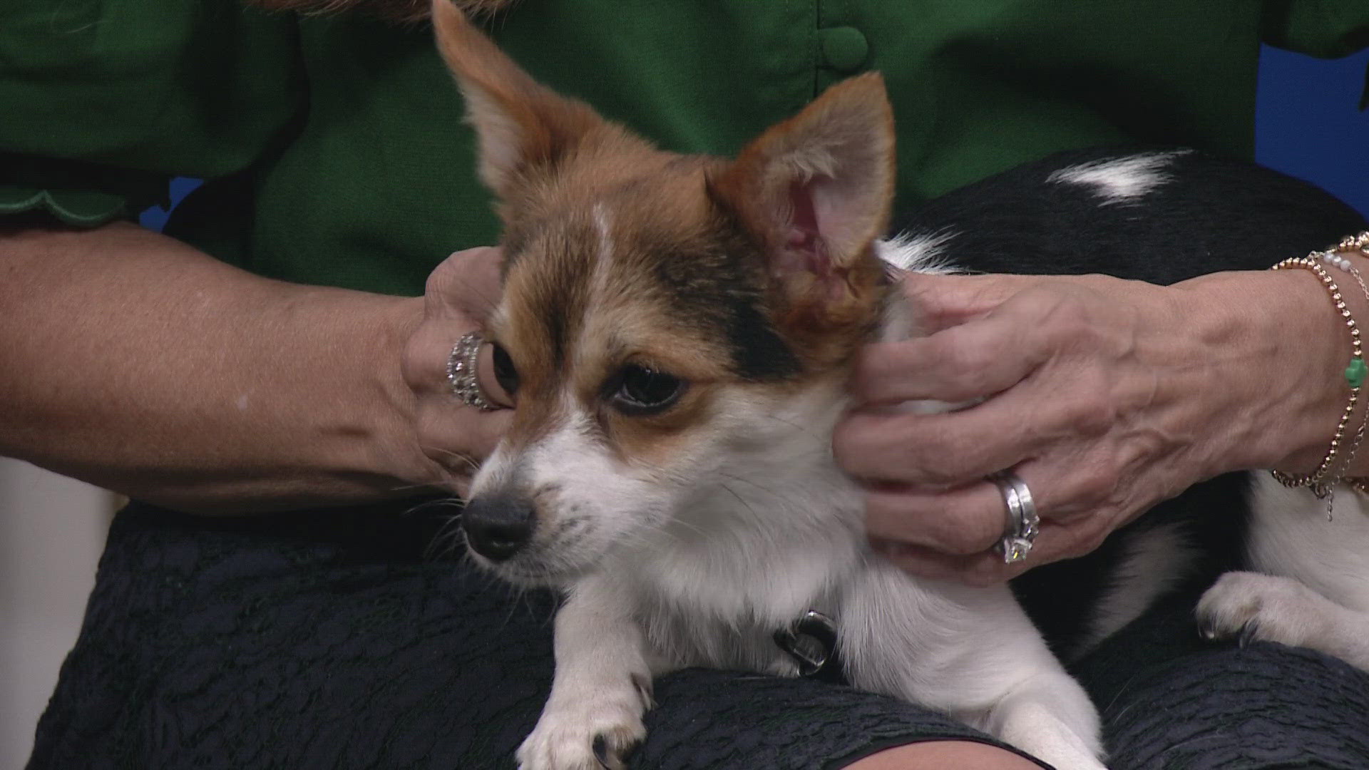 The annual campaign runs until tomorrow, Sept. 10. Over 20 shelters in Northeast Ohio are teaming up with WKYC to help pets find a new home.