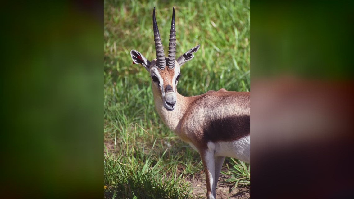 Akron Zoo mourns passing of Speke s gazelle Gondar