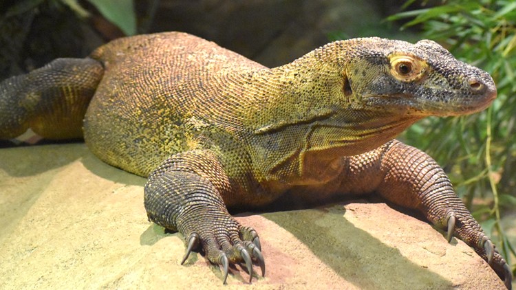 Komodo dragon dies at Akron Zoo 