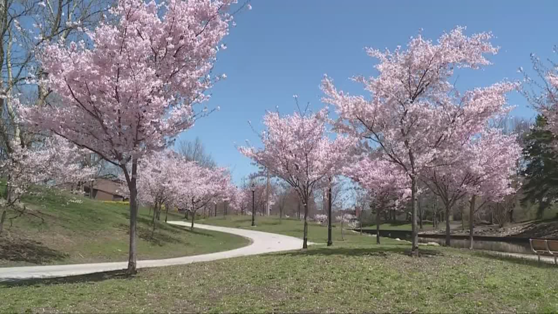 The hidden cherry blossoms in NEO