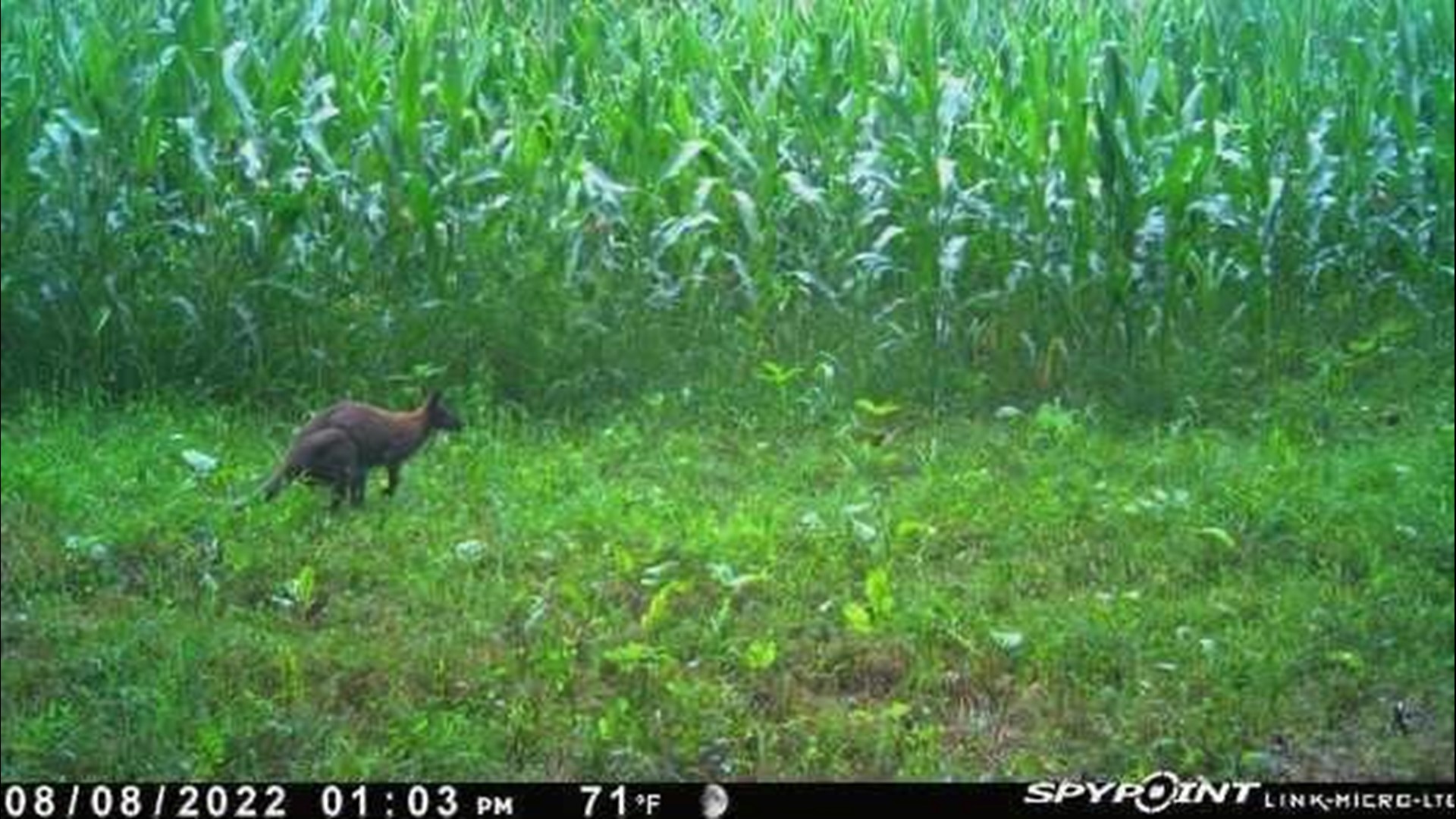 Brewster Police searching for missing wallaby
