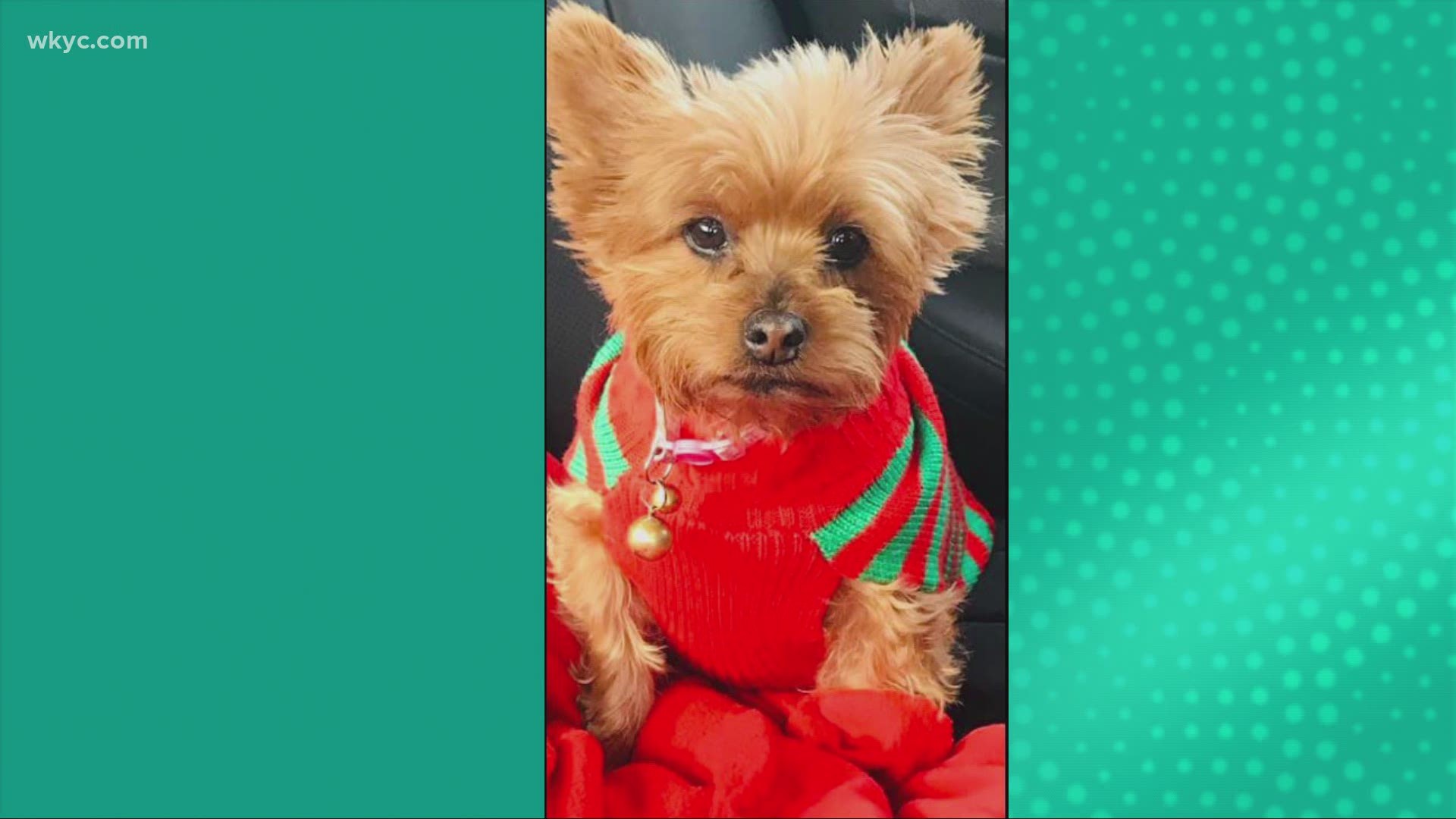 Jan. 14, 2021: It's Dress Up Your Pet Day, and we're celebrating by sharing some viewer photos.