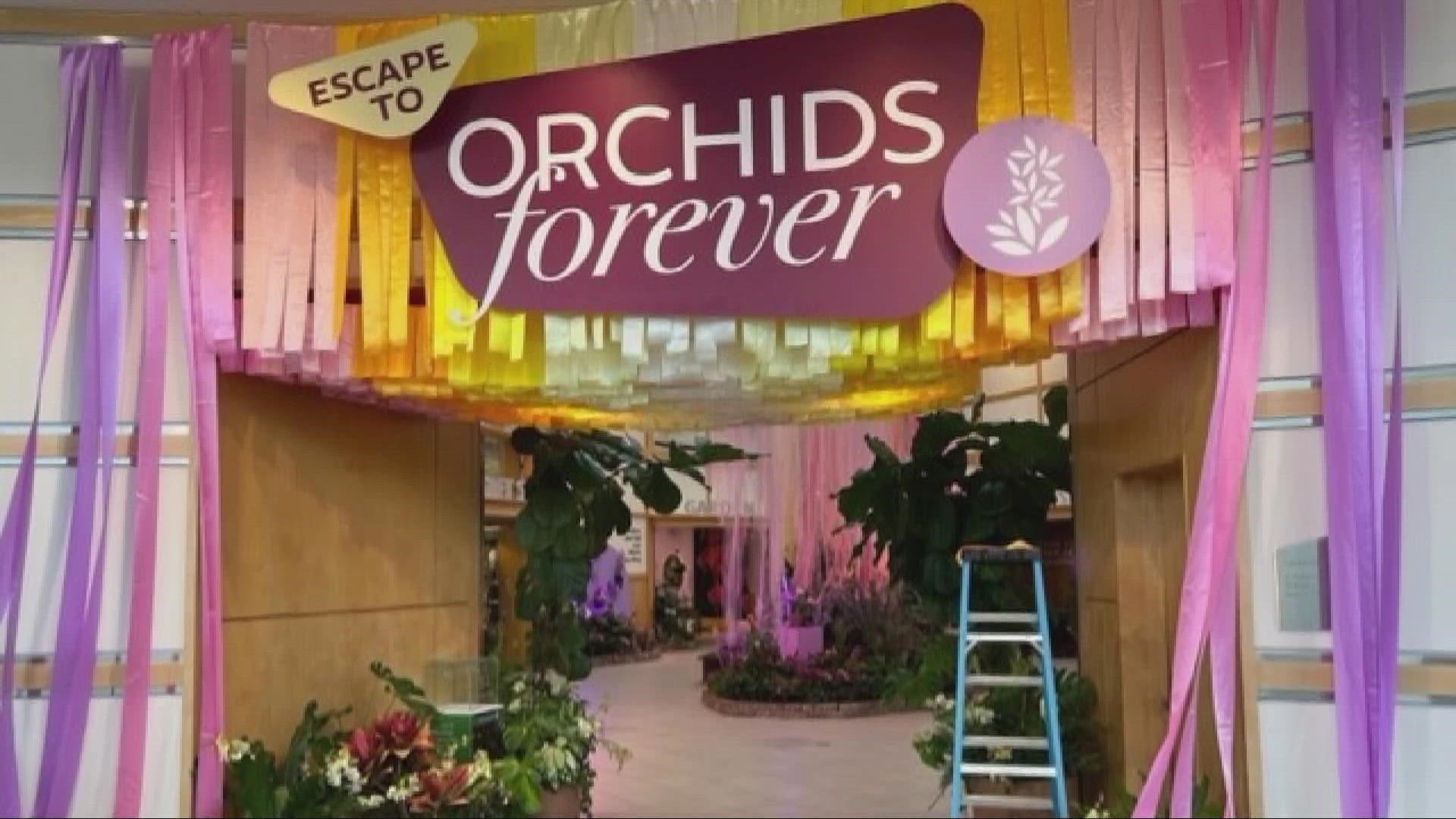 The display of over 100 different types of orchids, and 300 flowers will be open to the public from Saturday, Jan. 28, until Sunday, March 12.