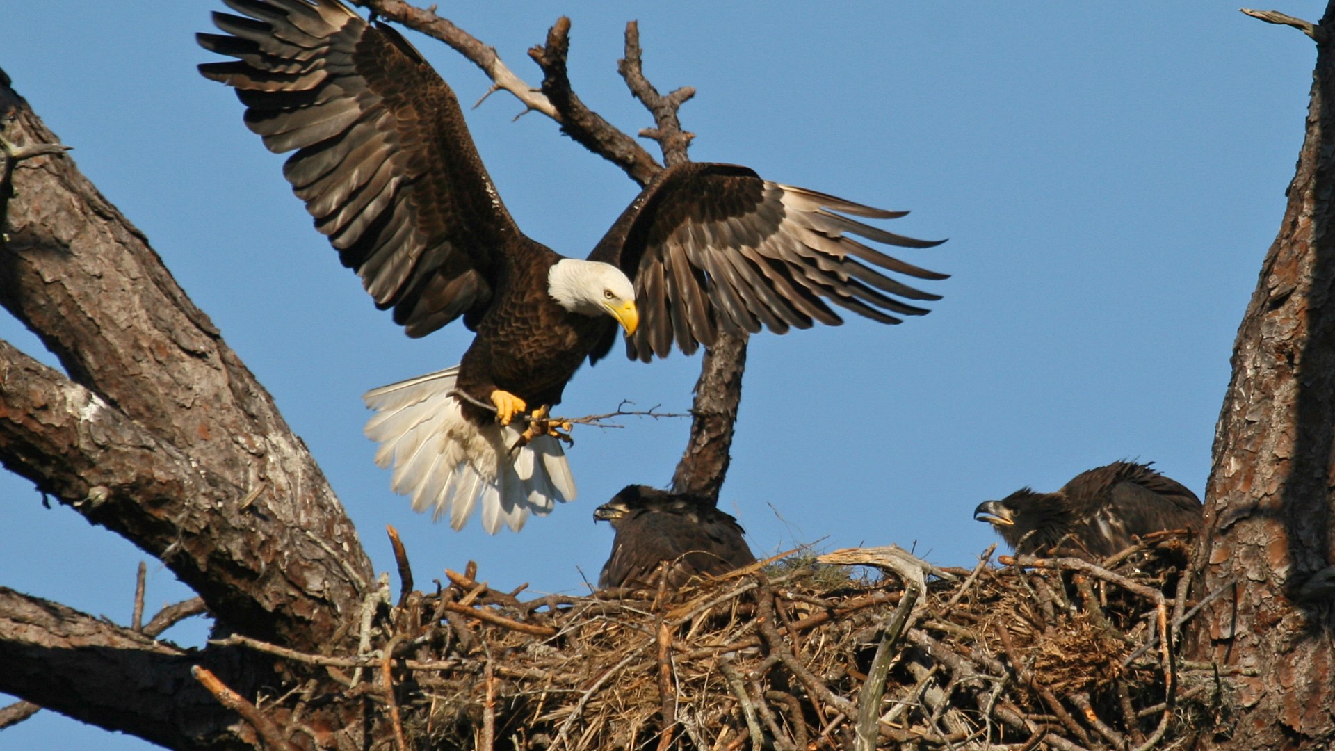 Ohio has 707 bald eagle nests throughout the state See how many are in