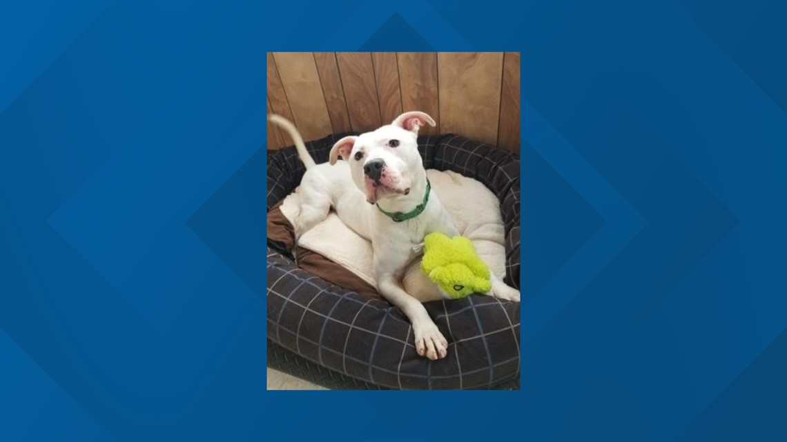 Dog ready for adoption after 3 years at Ashtabula APL wkyc