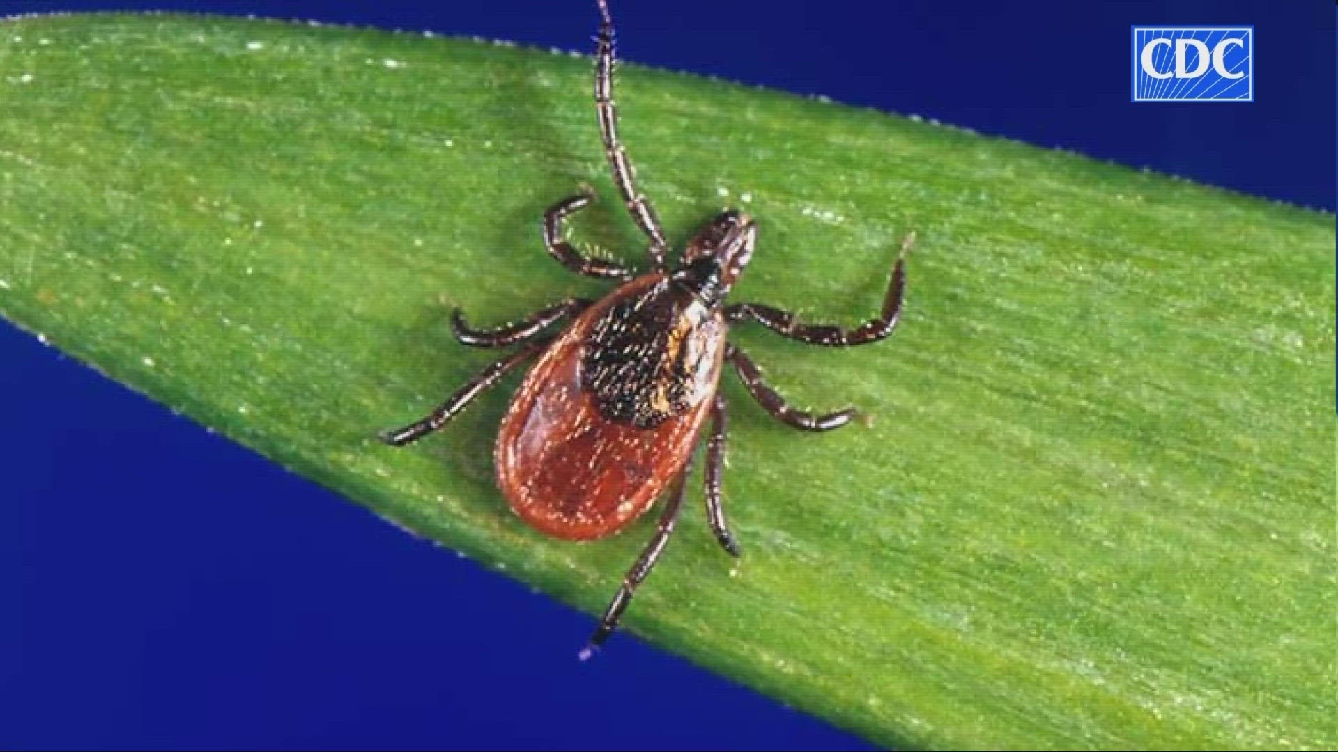 Cases of Lyme disease are rising in Ohio, so it’s worth doing daily tick checks, especially if you’ve been spending time outdoors near the woods.