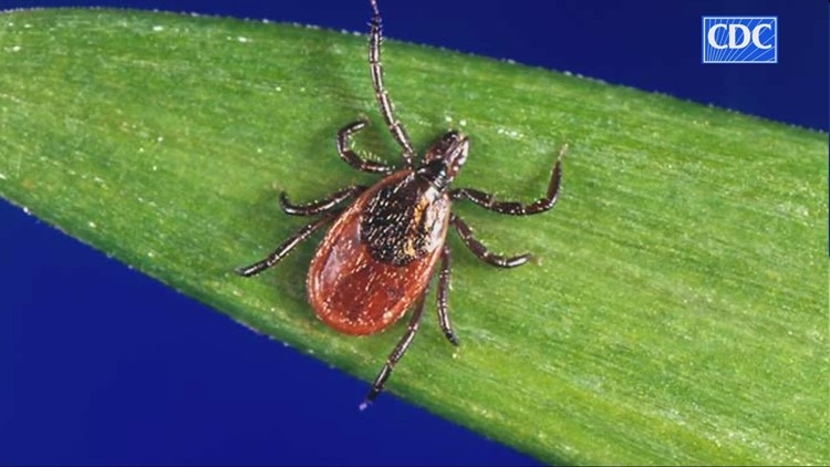 Tick season in Northeast Ohio: Here's how to prevent Lyme disease