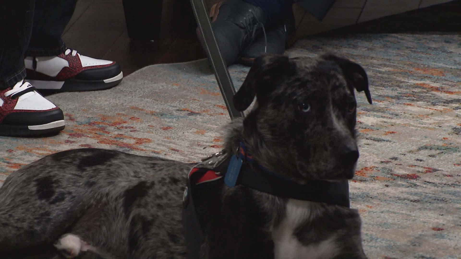 Leon sits down with Gary Spring, a volunteer for Kane’s Mission Dog Rescue, and Colby, a dog looking for a new home.