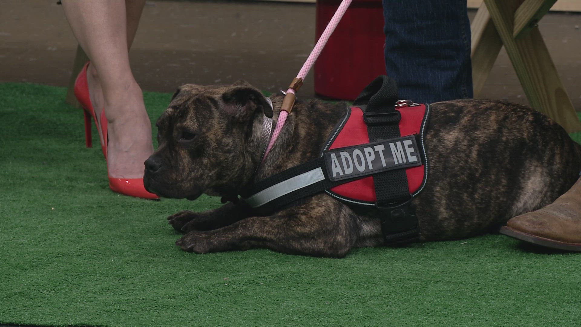 The Holmes County Dog Warden joins 3News at 5 for our final day of Clear the Shelters!