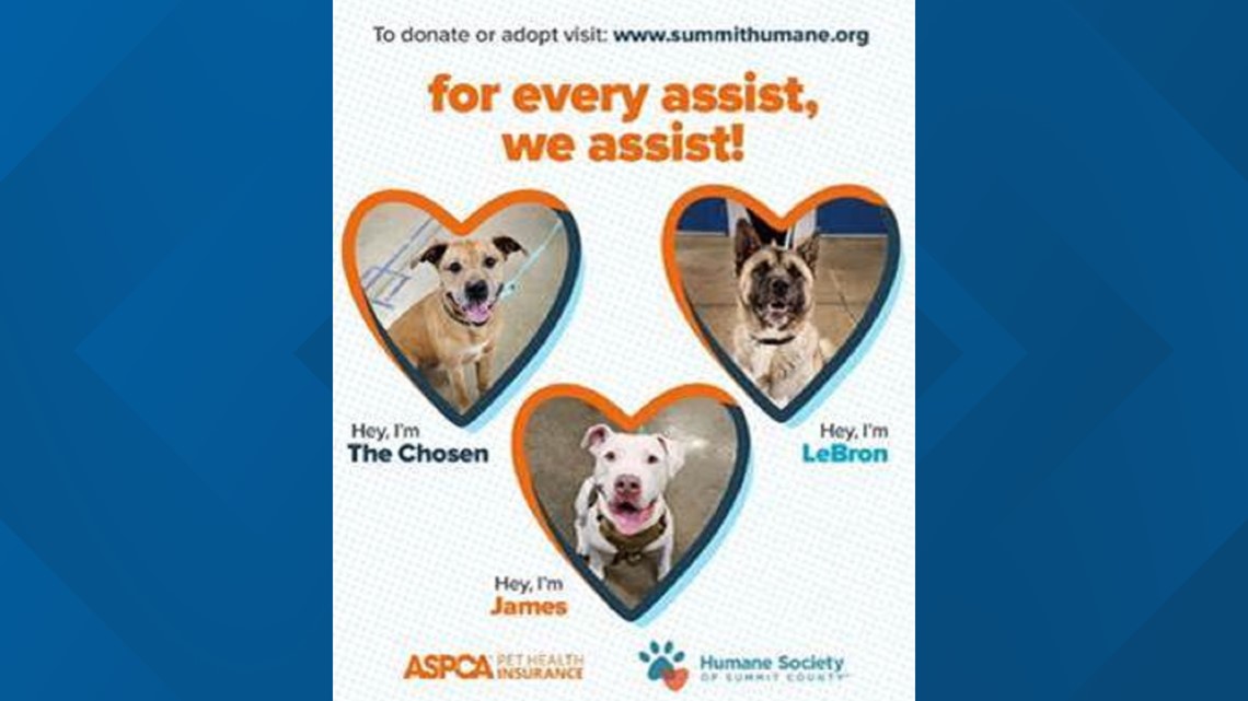 Waiving Adoption Fees at the ASPCA's Adoption Center