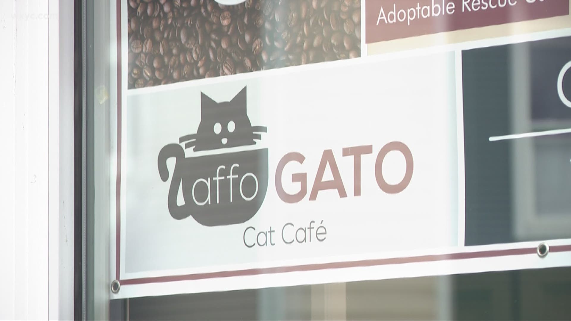 Jan. 3, 2019: We get a peek inside the new affoGATO Cat Cafe, which is now open in Cleveland's Tremont neighborhood. Among the features is an ice cream stand.
