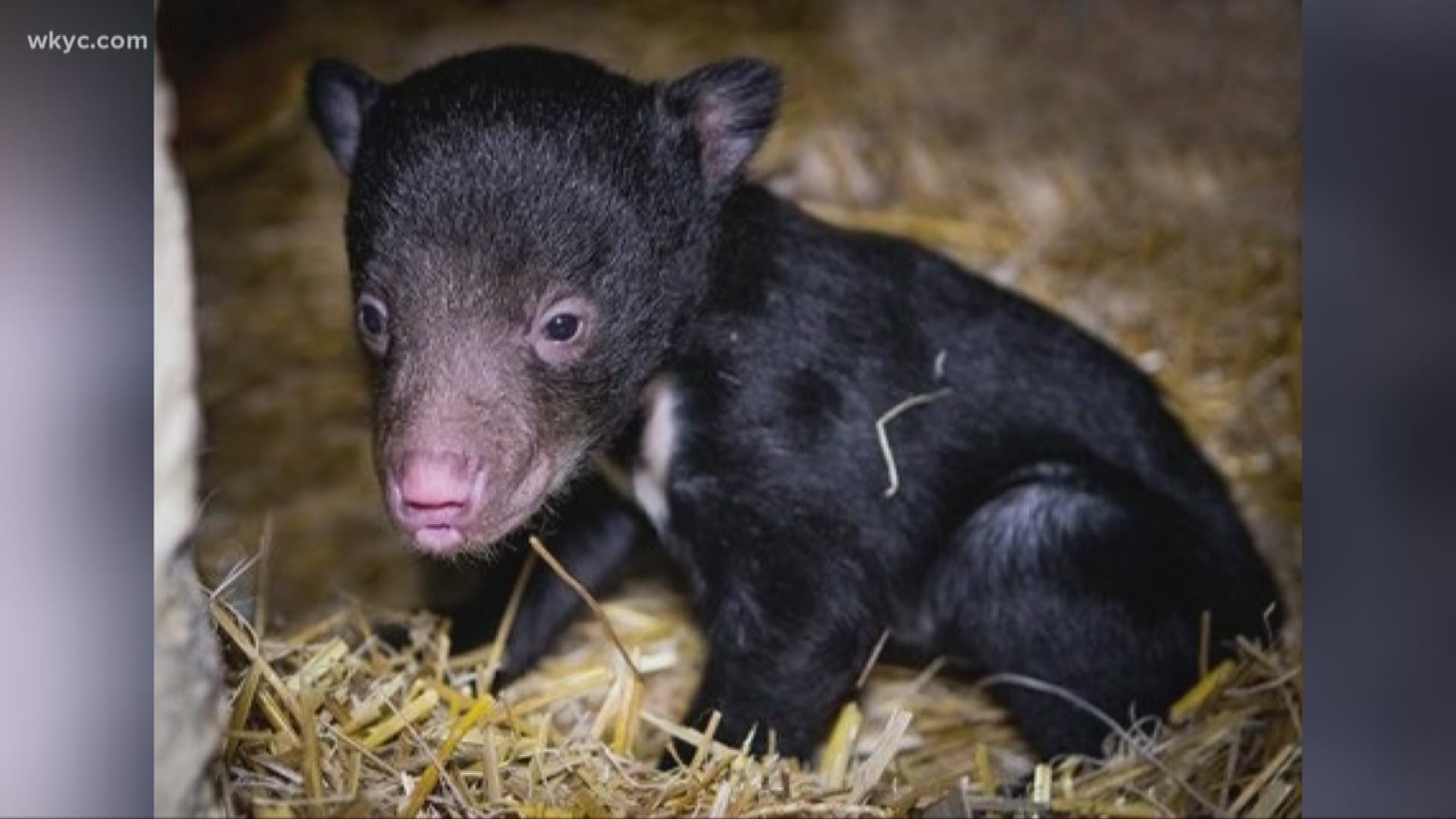 Cleveland Zoo announces birth of sloth bear cub