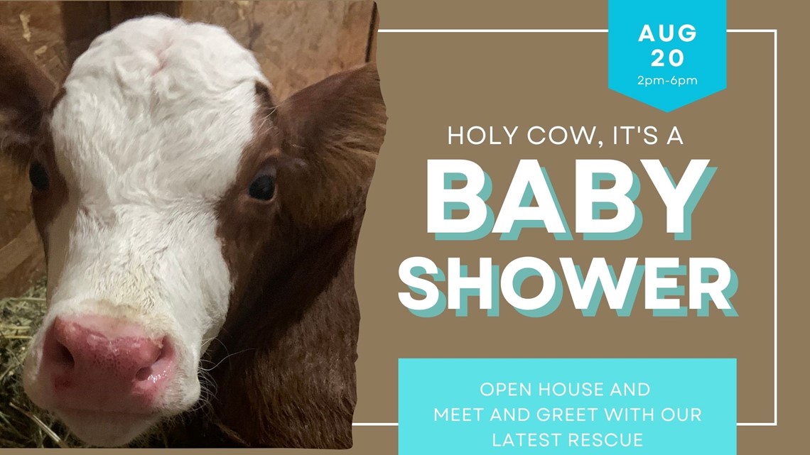 Whispering Acres Farm Sanctuary baby shower for Wilbur the calf