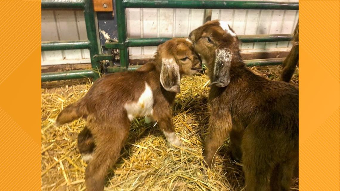 New kids on the block: 2-week-old goats debut at zoo