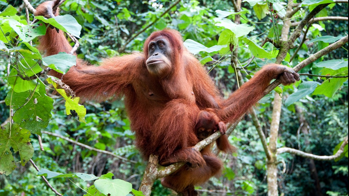 Cleveland Metroparks Zoo announces baby orangutan death following birth ...