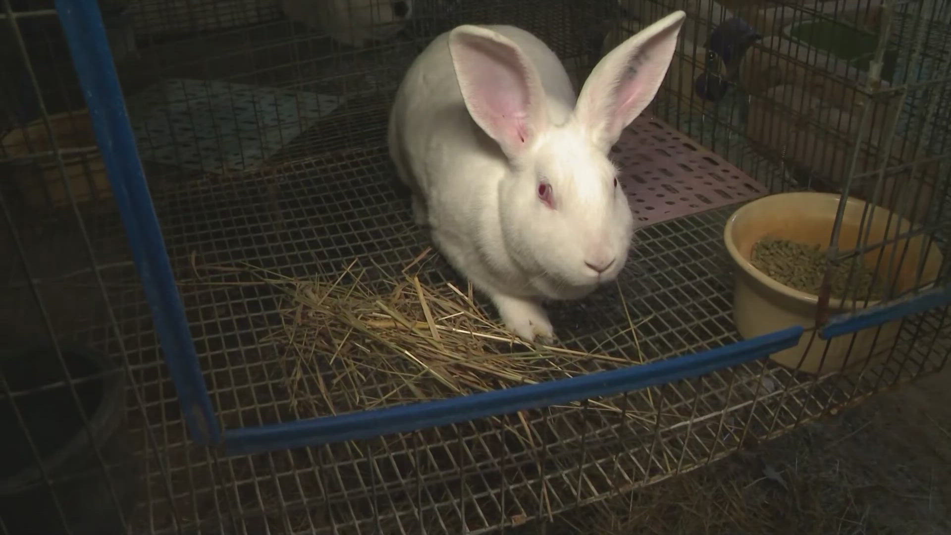 3News' David Greenberg stopped by Patterson Fruit Farm in Chesterland where he got to meet some of the animals.