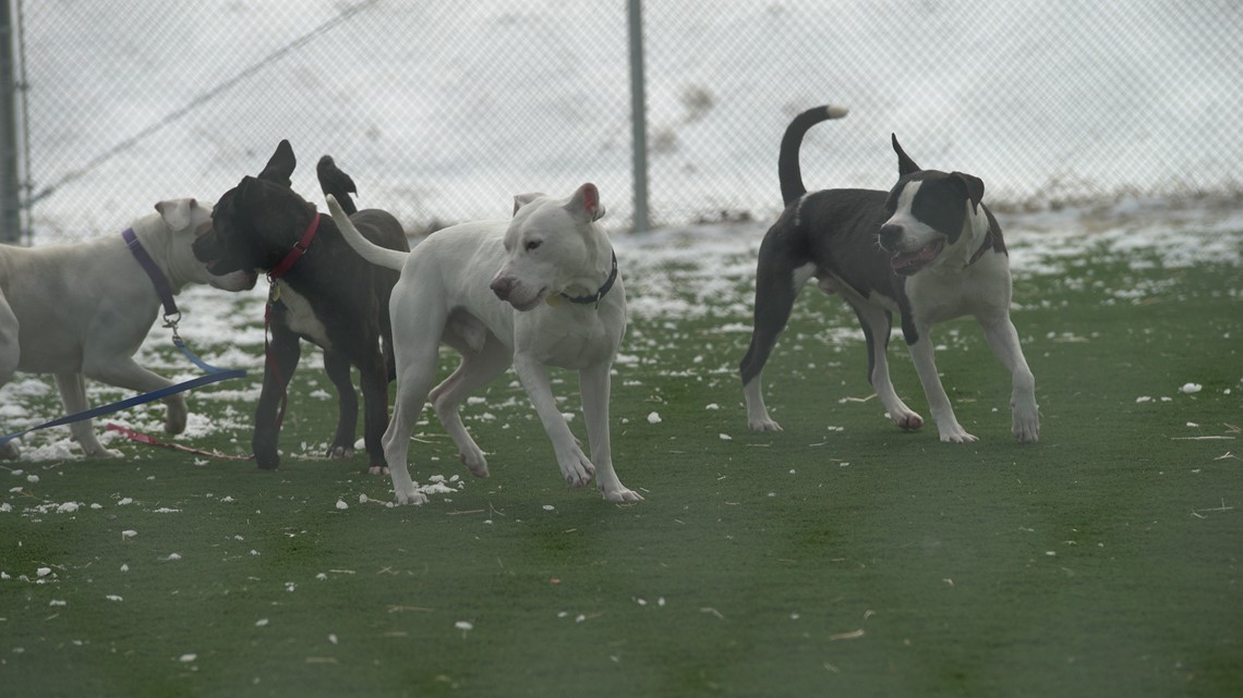 FIRST LOOK City of Cleveland opens new kennel