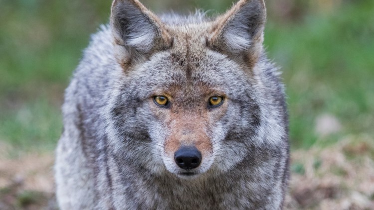 City of Hudson reminds residents to beware of coyotes after resident's pet attacked