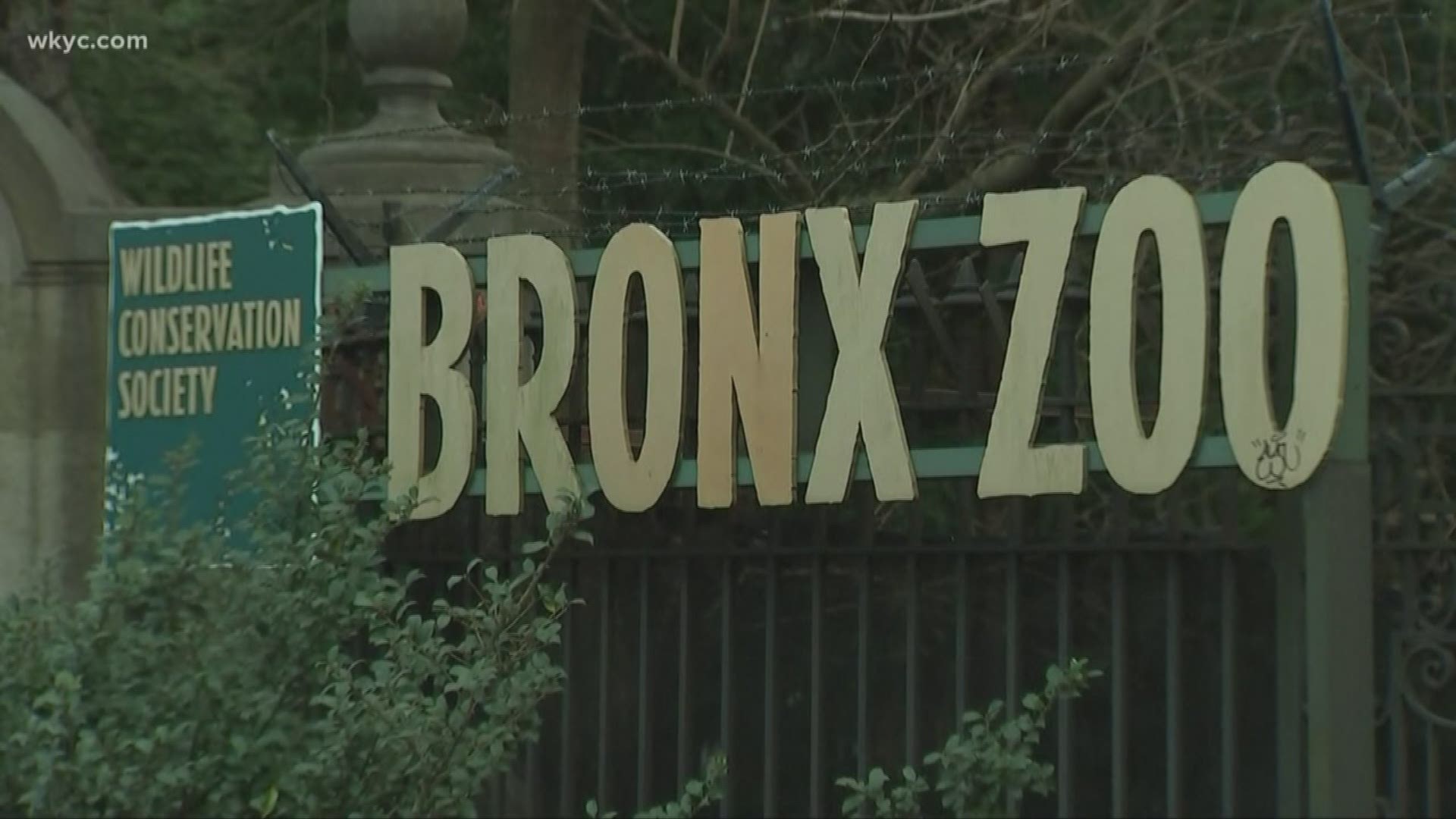 A 4-year-old tiger at the Bronx Zoo tested positive for COVID-19 over the weekend. Staff say it was likely through a handler who had no symptoms of the disease.