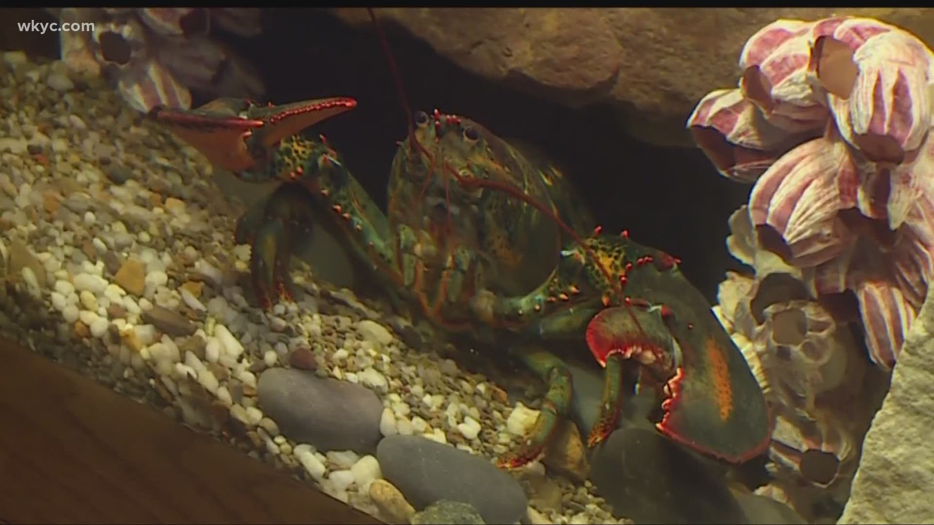 Zoo officials say Clawdia the lobster now has more of a "rainbow-colored" shell after molting last fall. Will Ujek gives us an update.