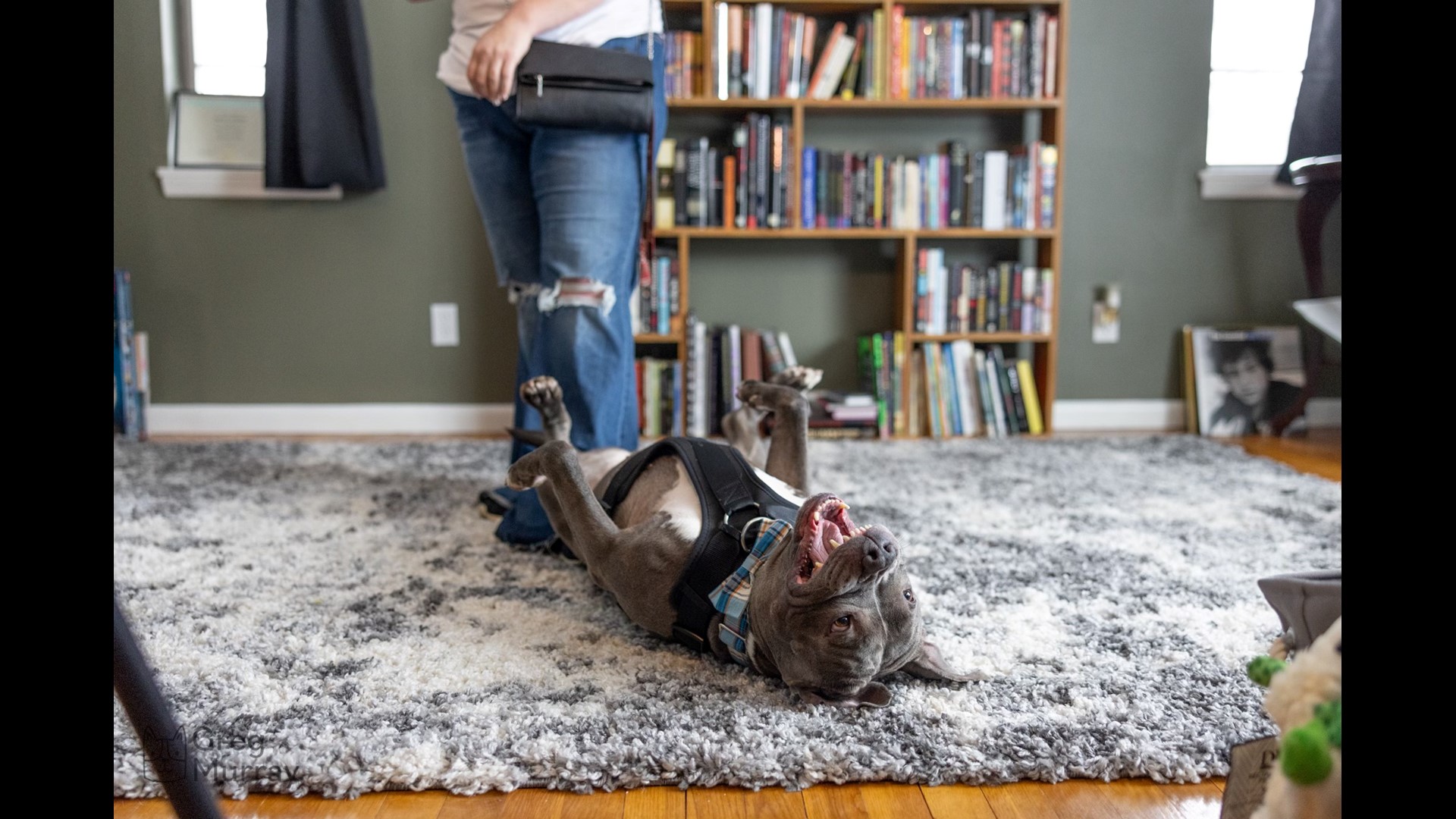 Abandoned dog finds forever home after 587 days in a shelter | wkyc.com