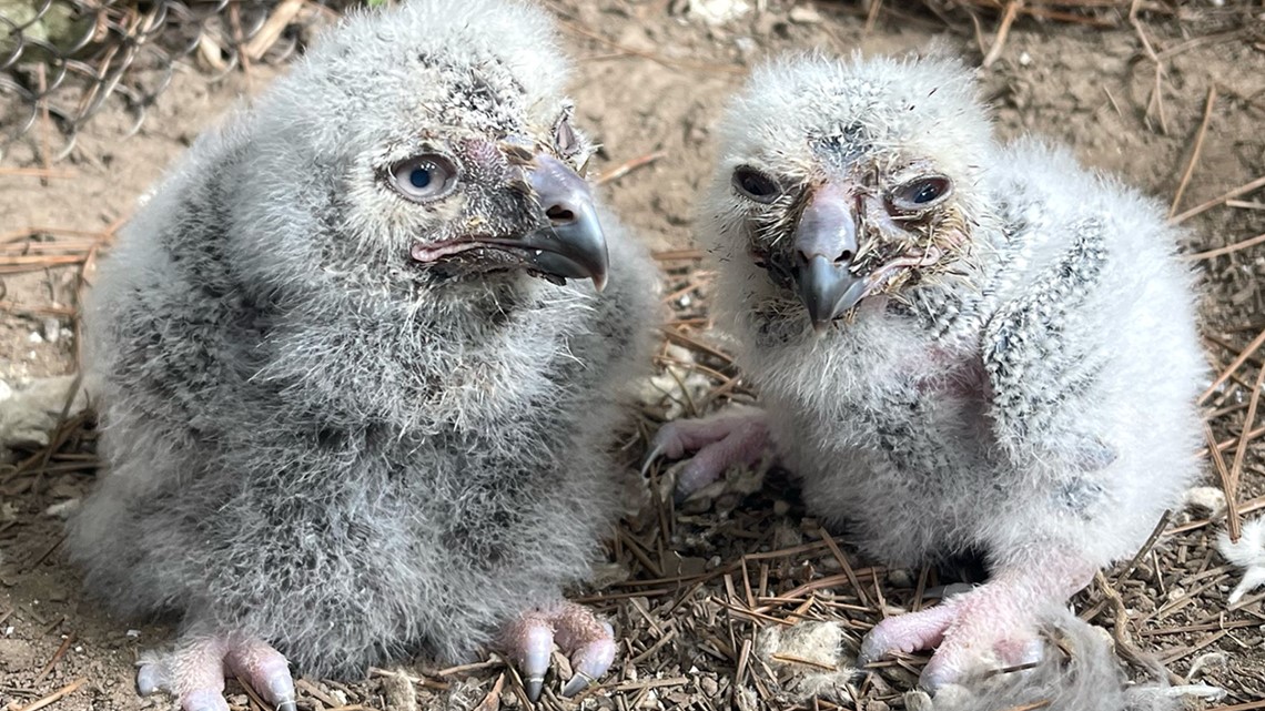 Akron Zoo's 2 snowy owlets die less than month after hatching - Vimarsana News