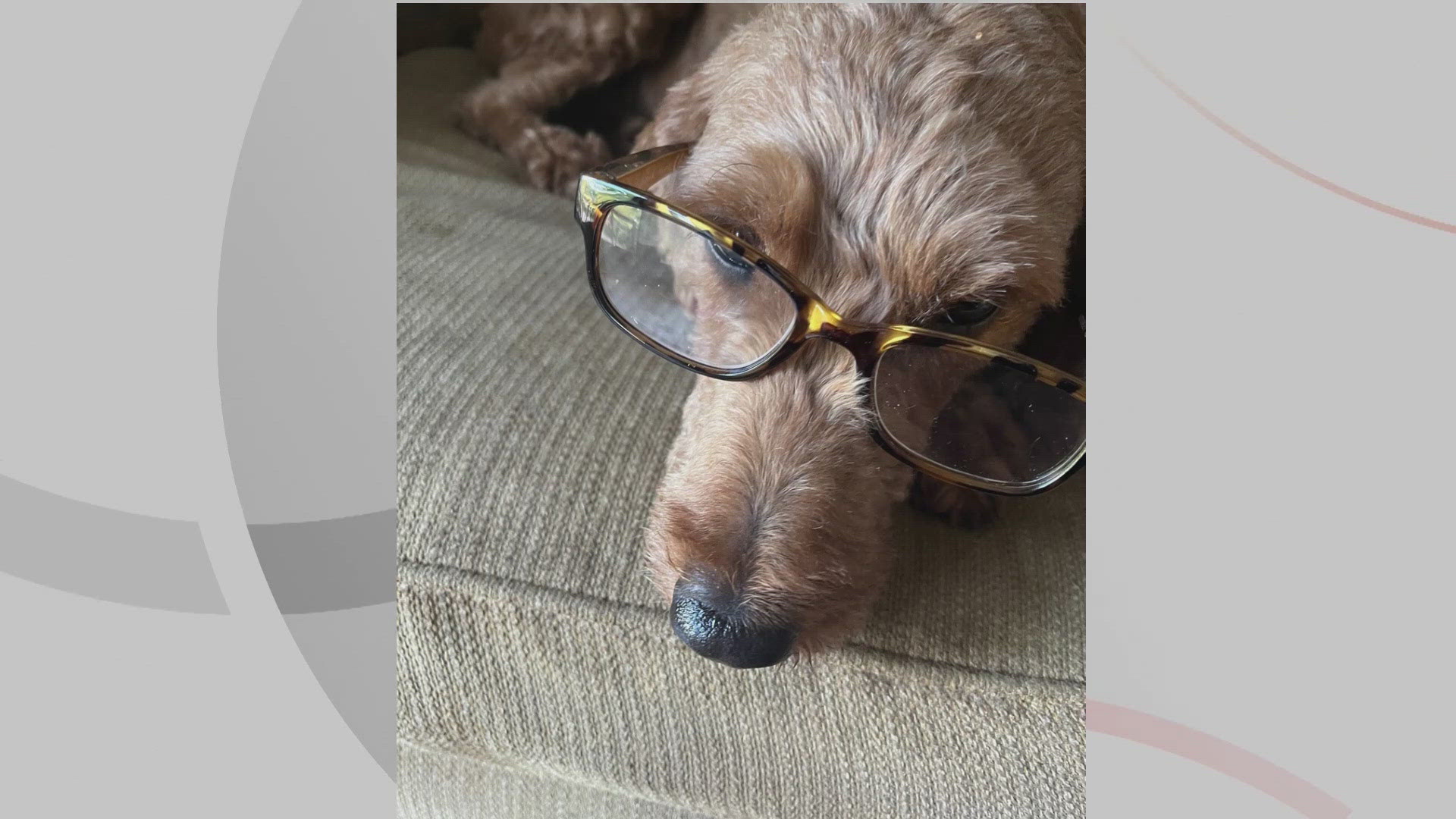 It's time for another edition of Doggone Weather! Meet Leah, the goldendoodle!