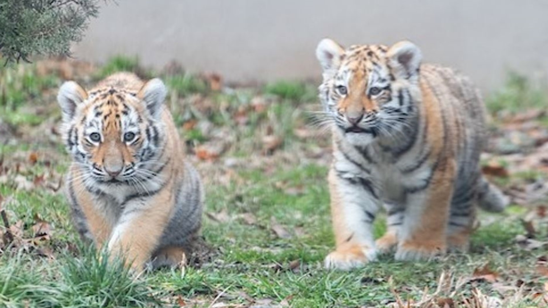 Both tiger cubs were born last year on Nov. 6.