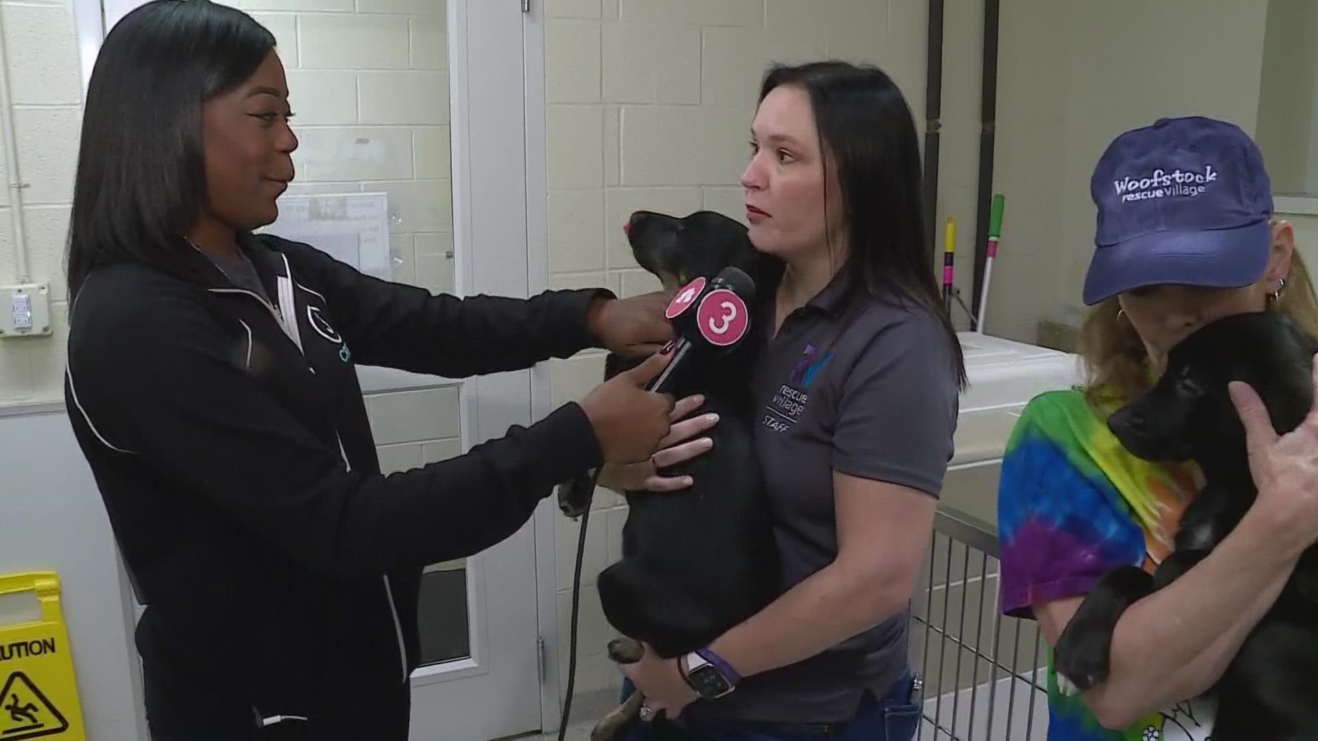 3News' Kierra Cotton visited Rescue Village where four legged friends are waiting to be adopted!