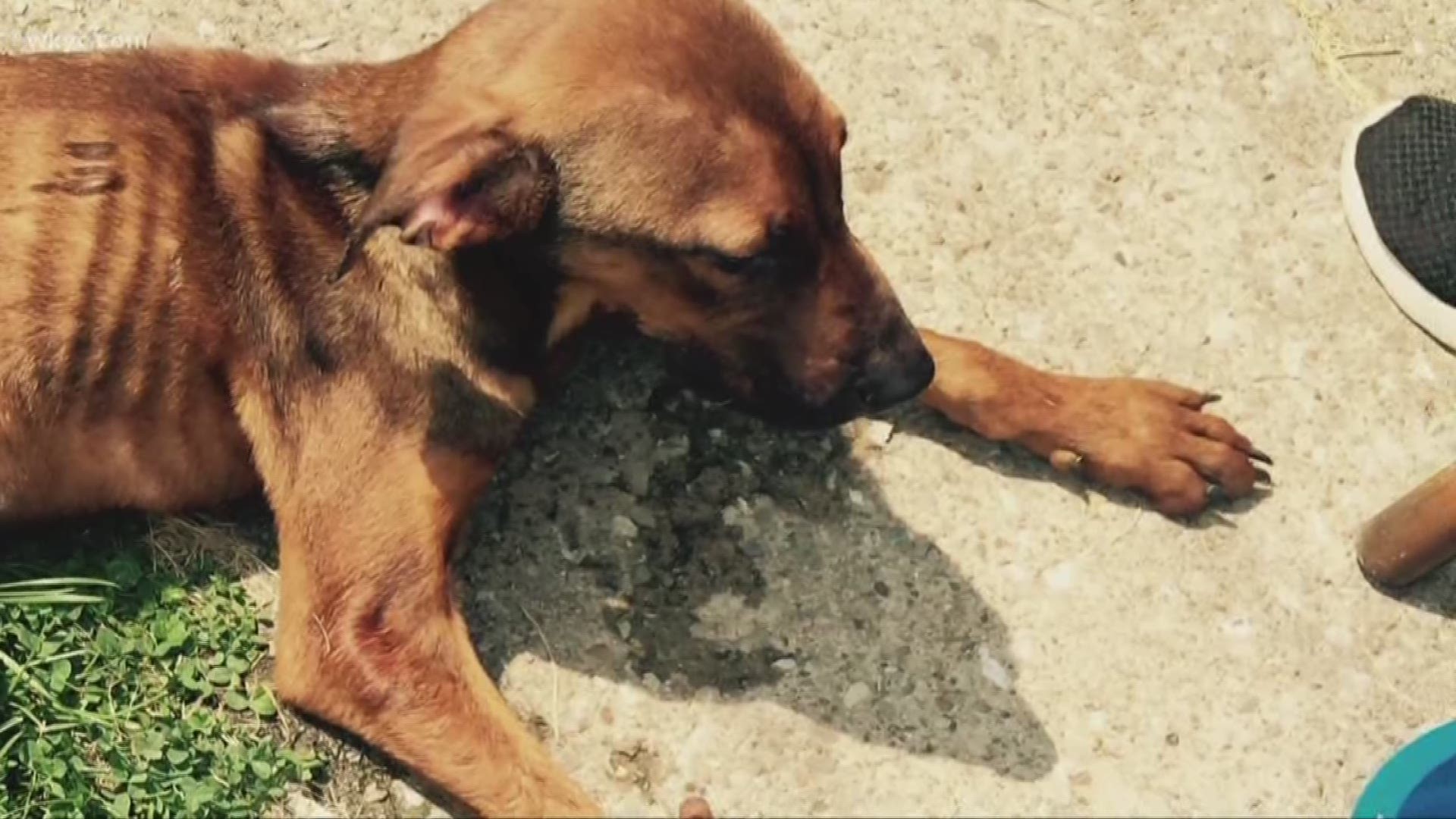 1 of 2 abandoned dogs found in Lorain has died