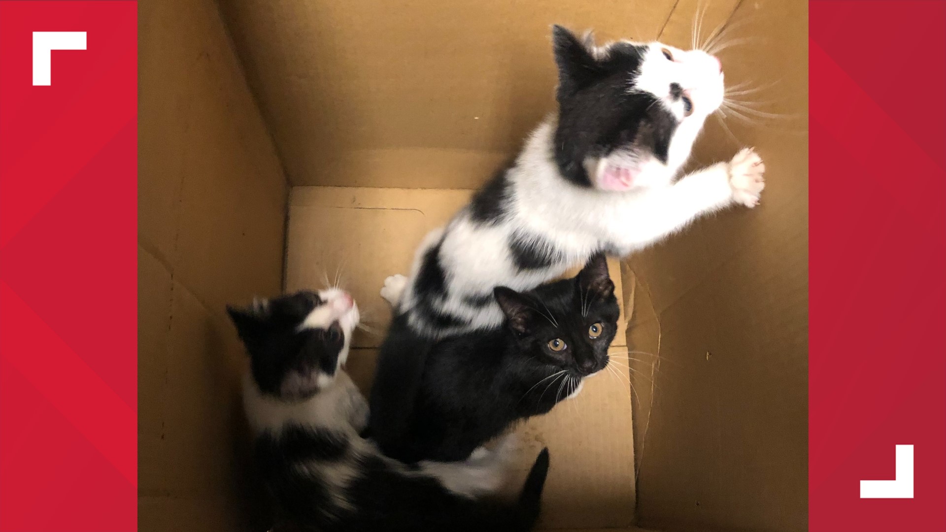 A woman who was visiting a grave found the box and brought the three kittens to the Portage County Animal Protective League.