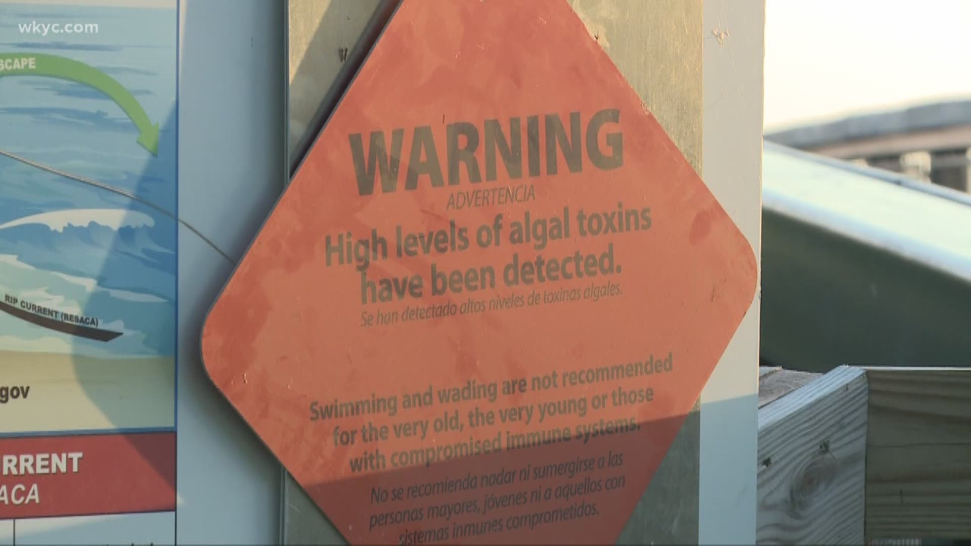 Algal bloom found at two Cleveland-area beaches 