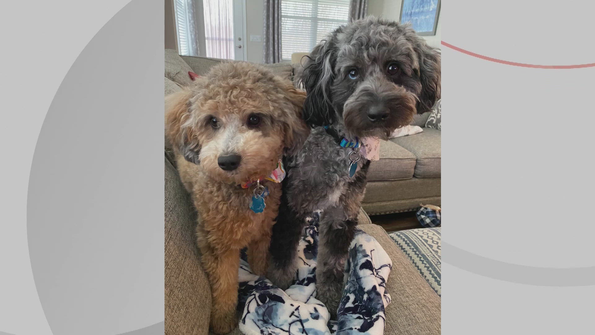 We’re introducing you to Bogan and Francesca for this edition of Doggone Weather on Wednesday, August 21, 2024. Thanks to Jim and Robin for sending in the picture.