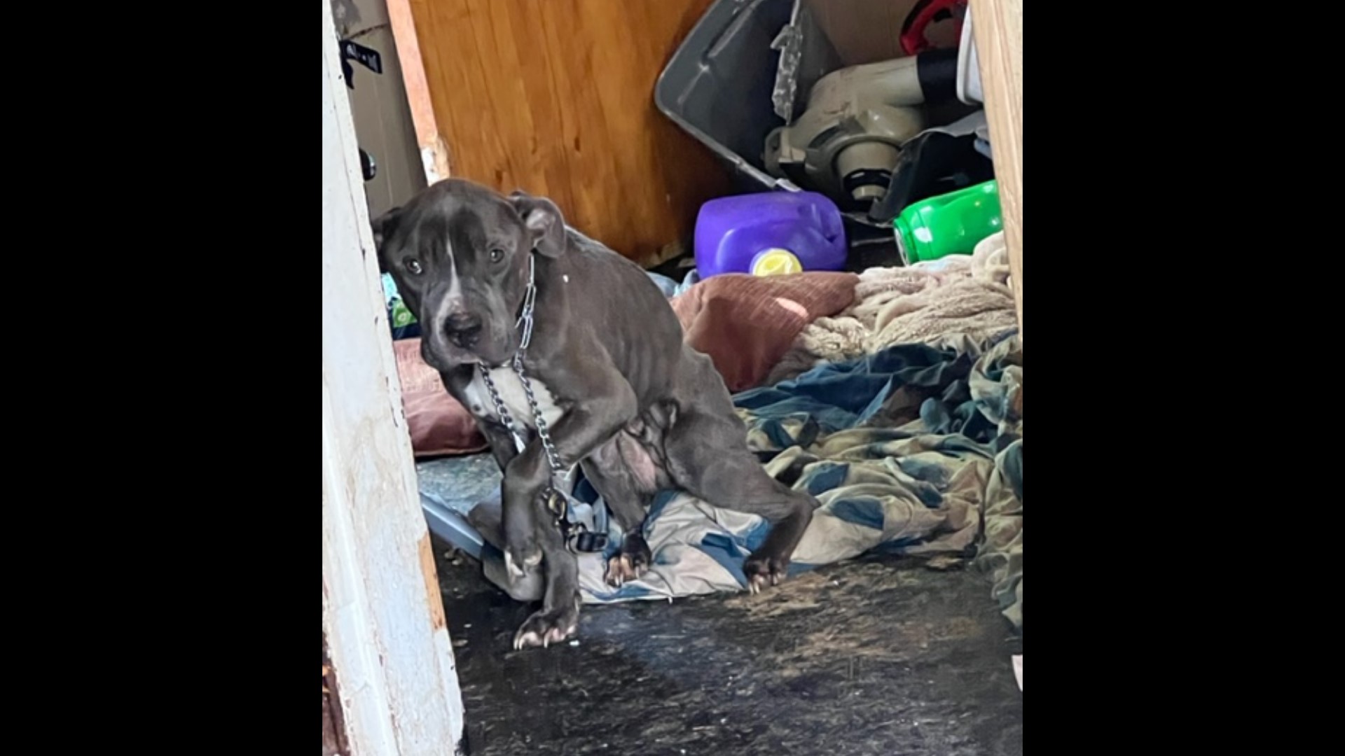 Abandoned dog finds forever home after 587 days in a shelter | wkyc.com
