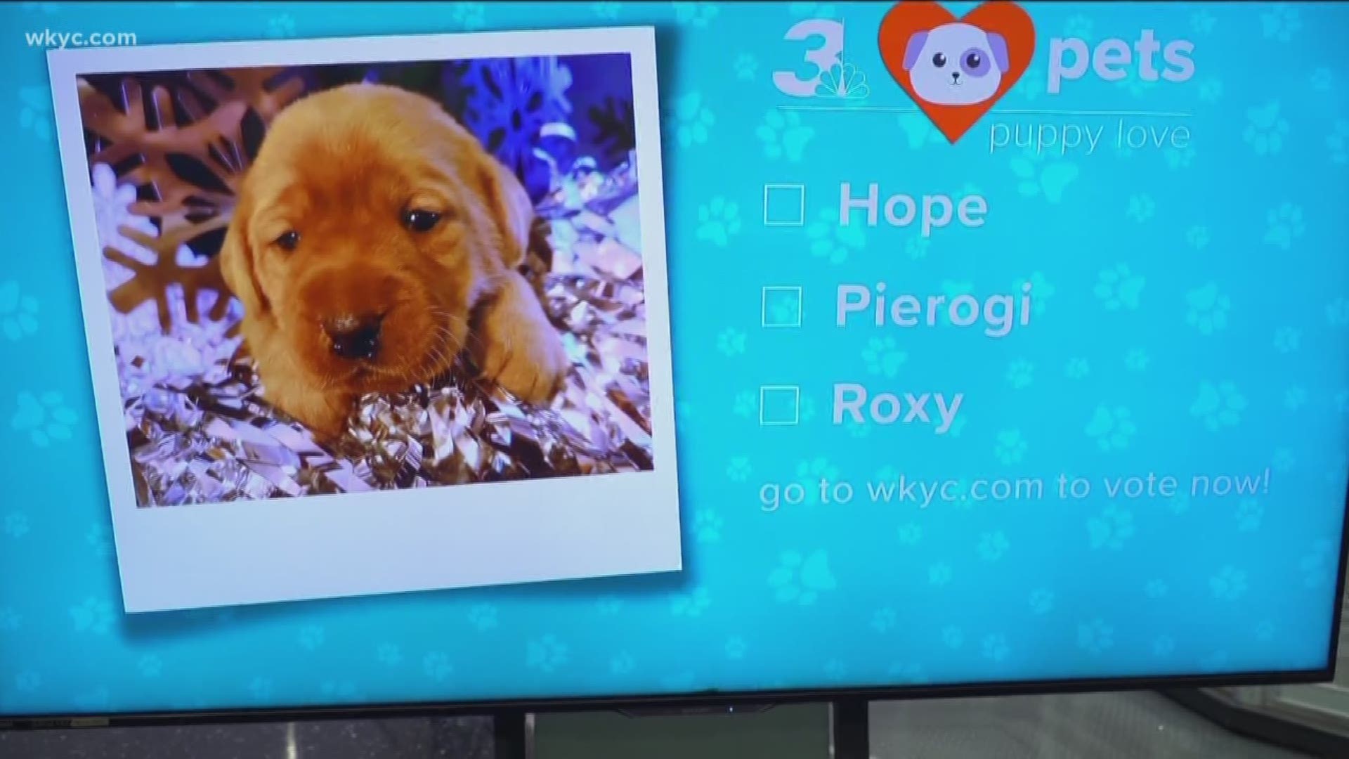 Feb. 7, 2019: Last week we revealed the first photo of an adorable fox red Labrador Retriever that is becoming part of the Channel 3 team through a partnership with Wags 4 Warriors. But now… We need your help in picking the perfect name for our puppy.