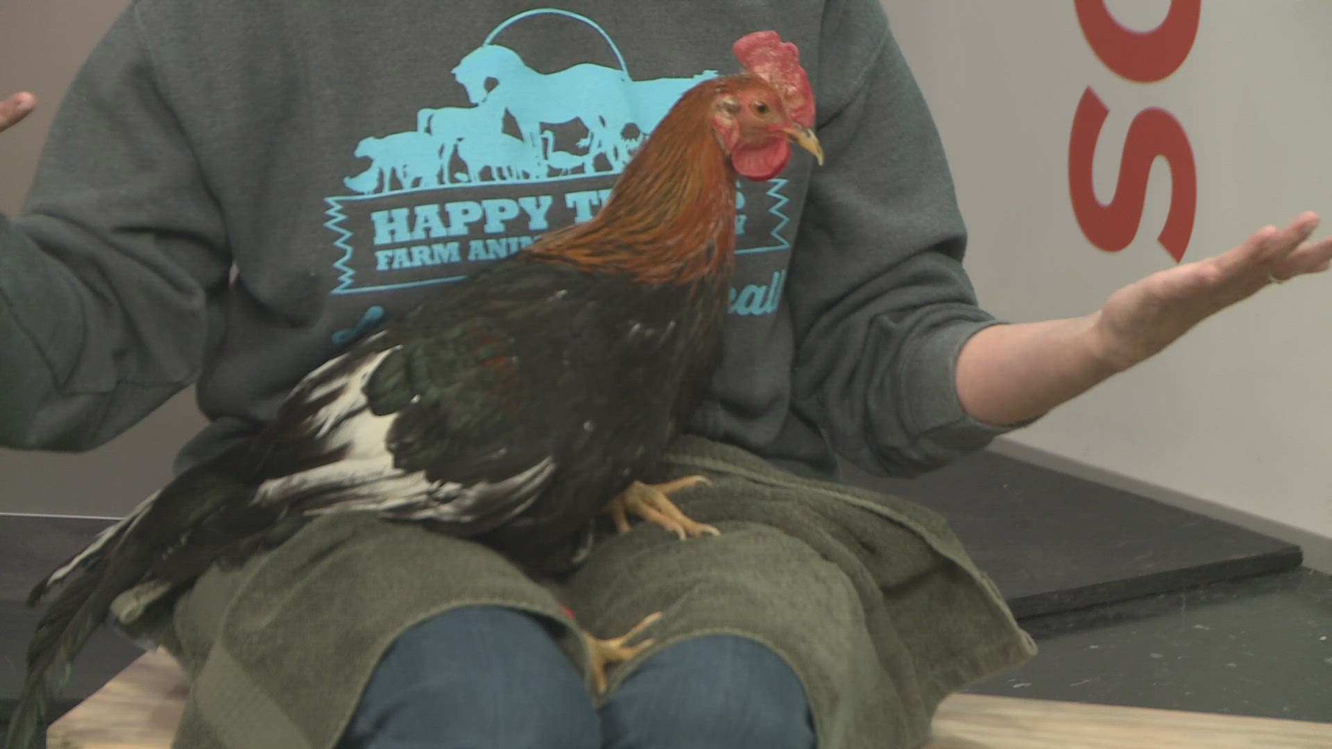 Ilona Urban from Happy Trails Farm Animal Sanctuary in Ravenna joins 3News Go! with Remy, a rescued rooster looking for his forever home.
