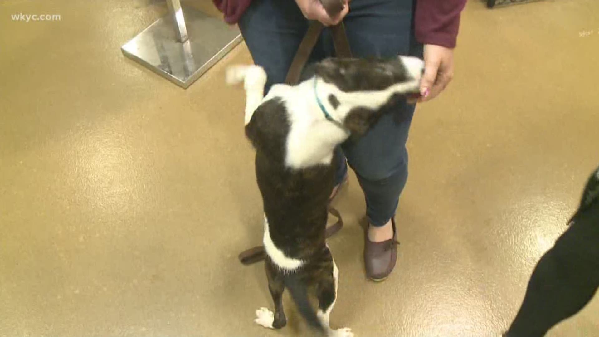 Learn how you can help clear the shelters this weekend at the Cleveland APL. Channel 3 is proud to be partnering with nearly two dozen local shelters for the special day of adoption.