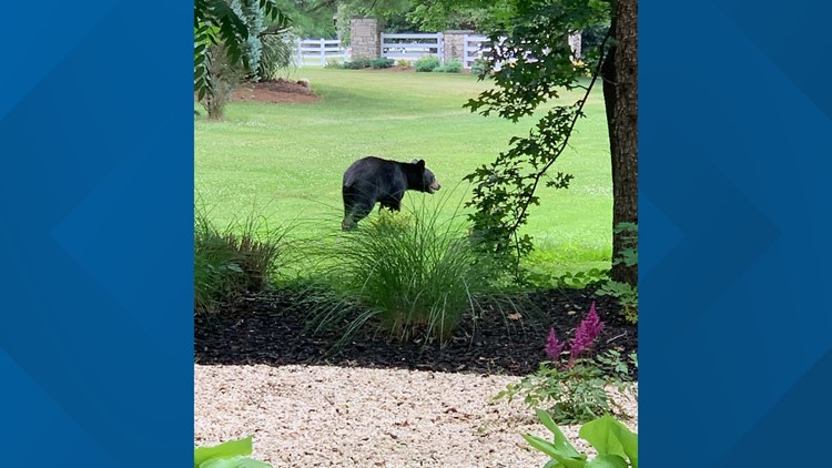 Black bear spotted at Hudson Springs Park: What to do if you see a bear