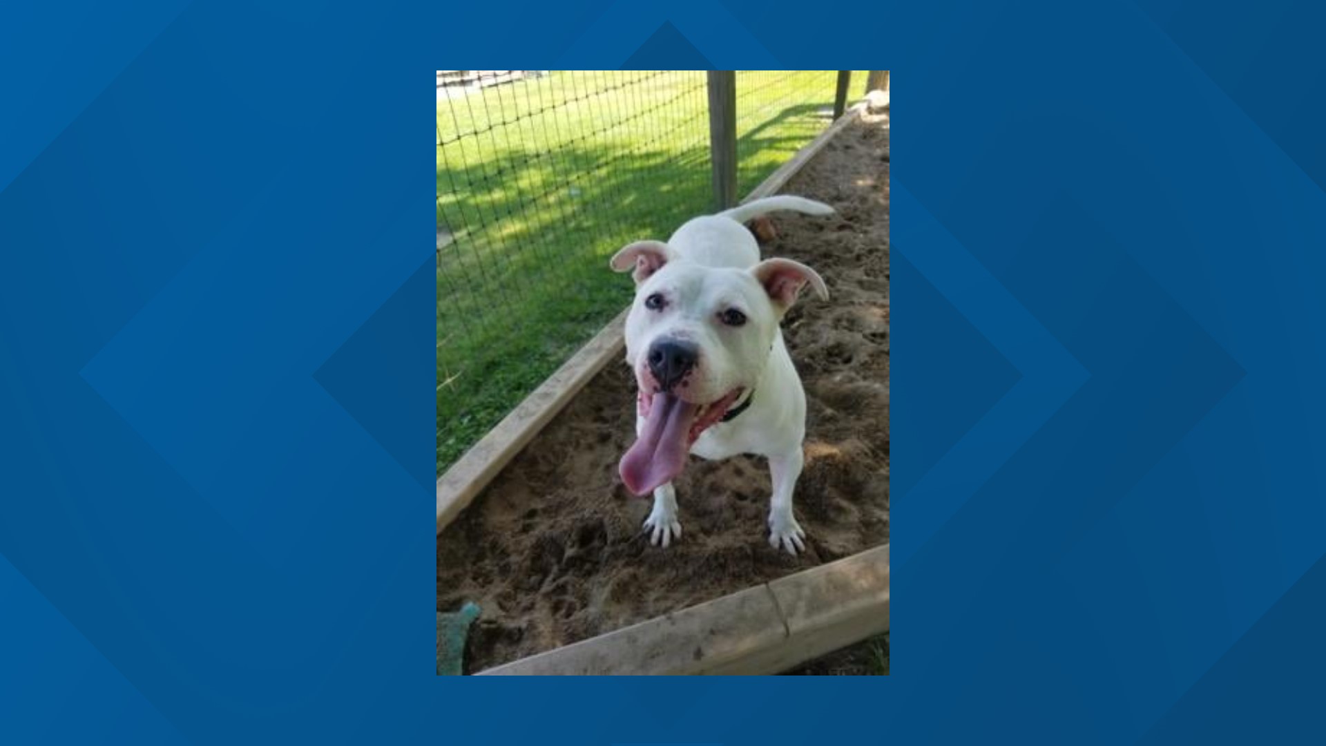 Dog ready for adoption after 3 years at Ashtabula APL | wkyc.com