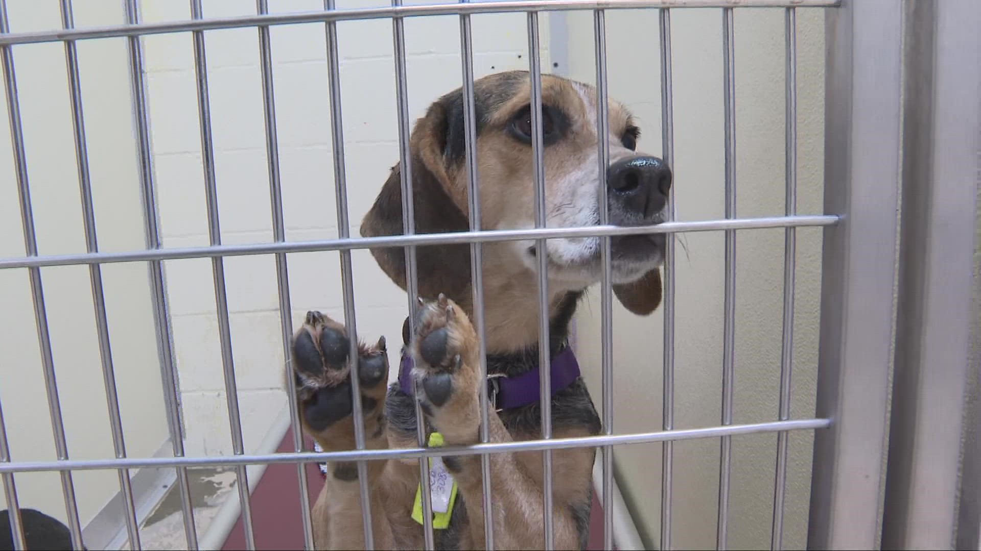 Several of the 41 dogs will be available for adoption as soon as Wednesday, with others ready by this weekend.