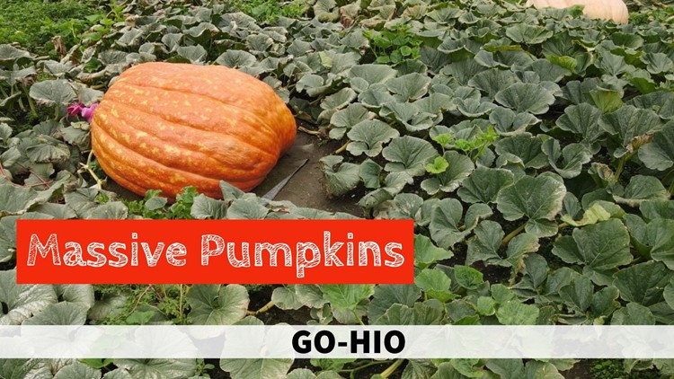 Discovering enormous pumpkins in Geauga County: GO-HIO