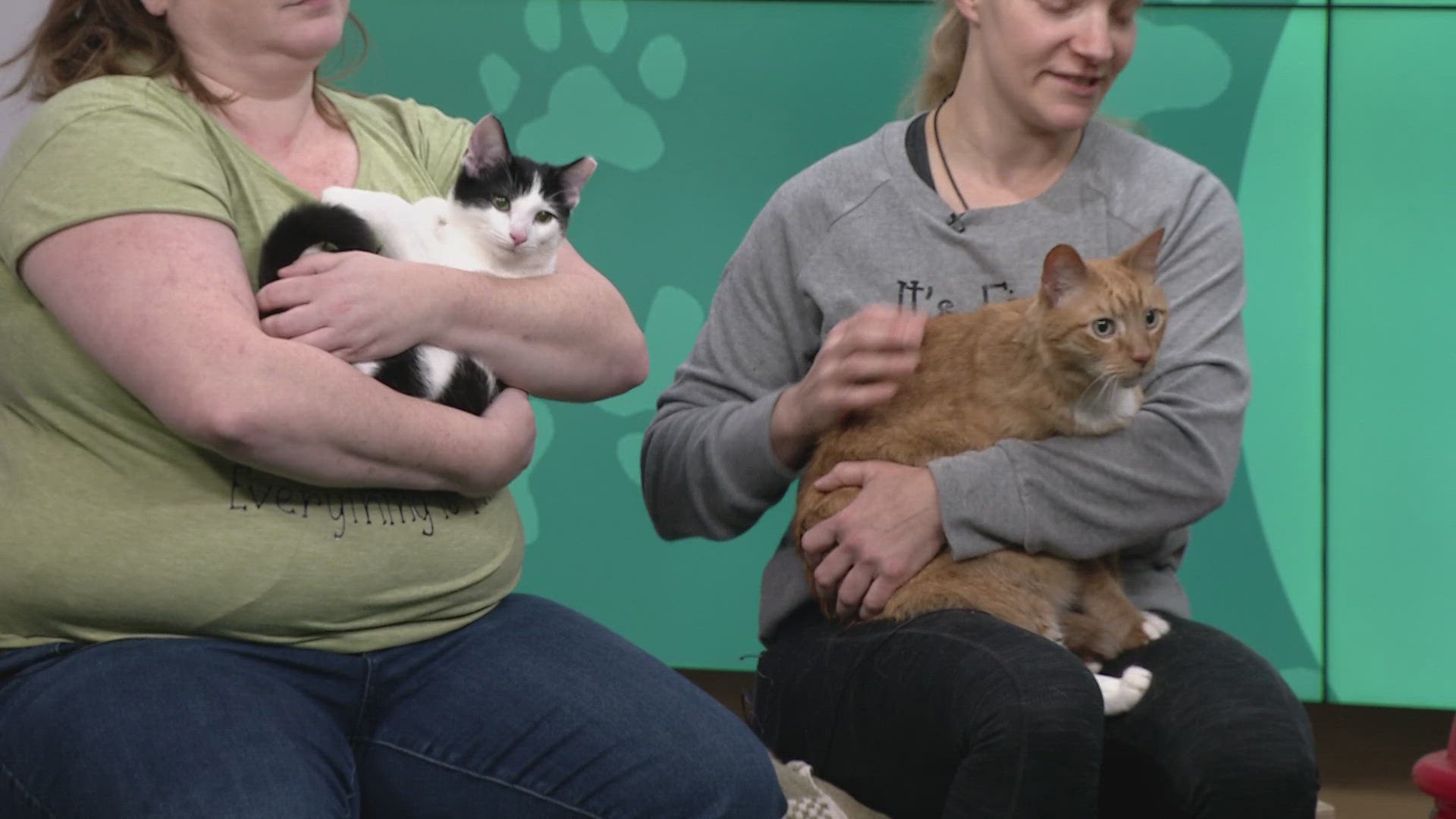 Katie Evert and Emily Sheets from Euclid Beach Cat Project join 3News GO! with Charlie and Mer-Mist-O, two adorable cats looking for their forever homes.