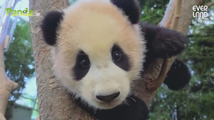 CUTE VIDEO ALERT: Panda clings to zookeeper's leg at South Korea zoo