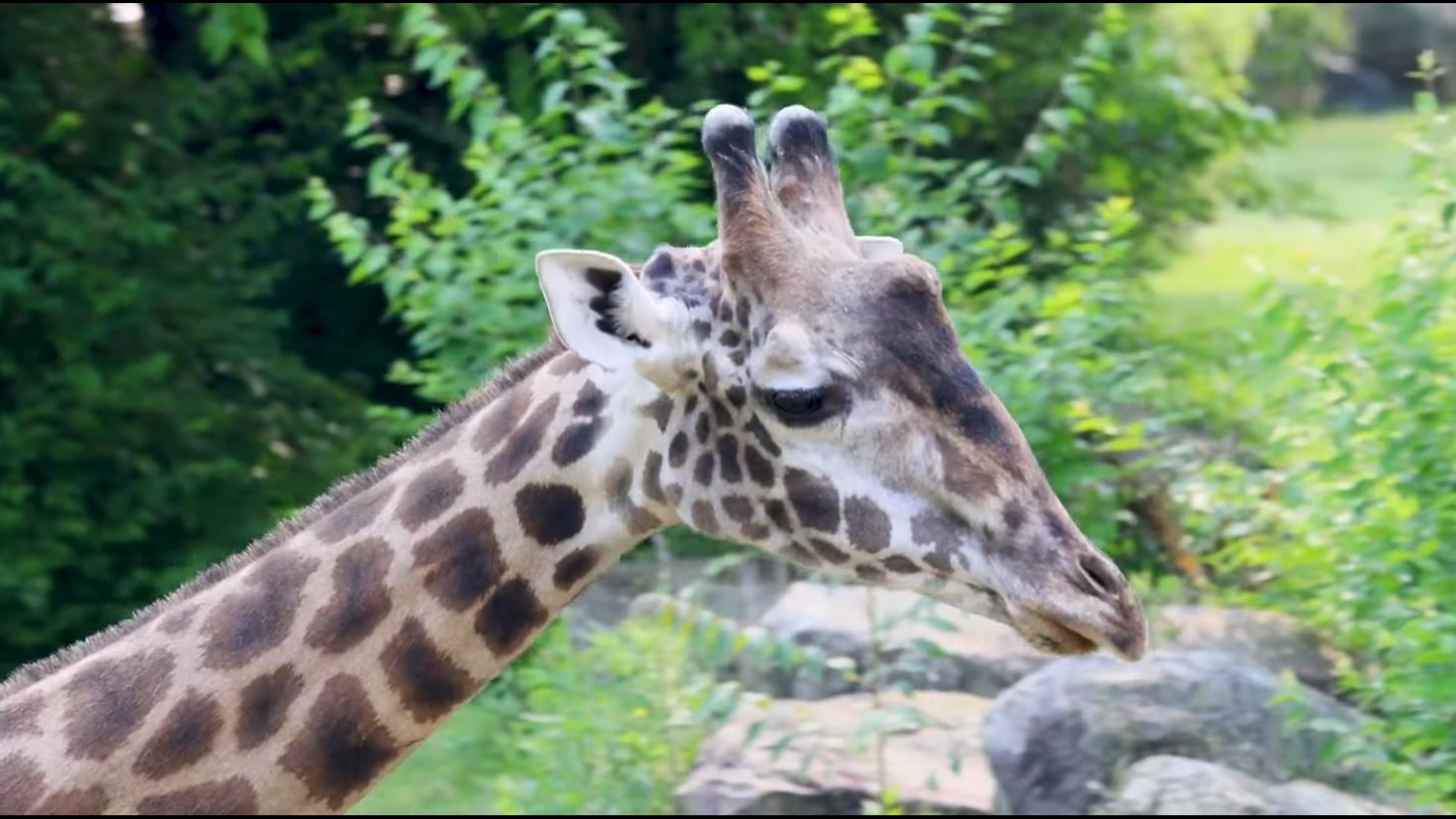 Standing at approximately 16 feet tall, Rocket is now the tallest giraffe at the Cleveland Zoo – and officials say he’s still growing.