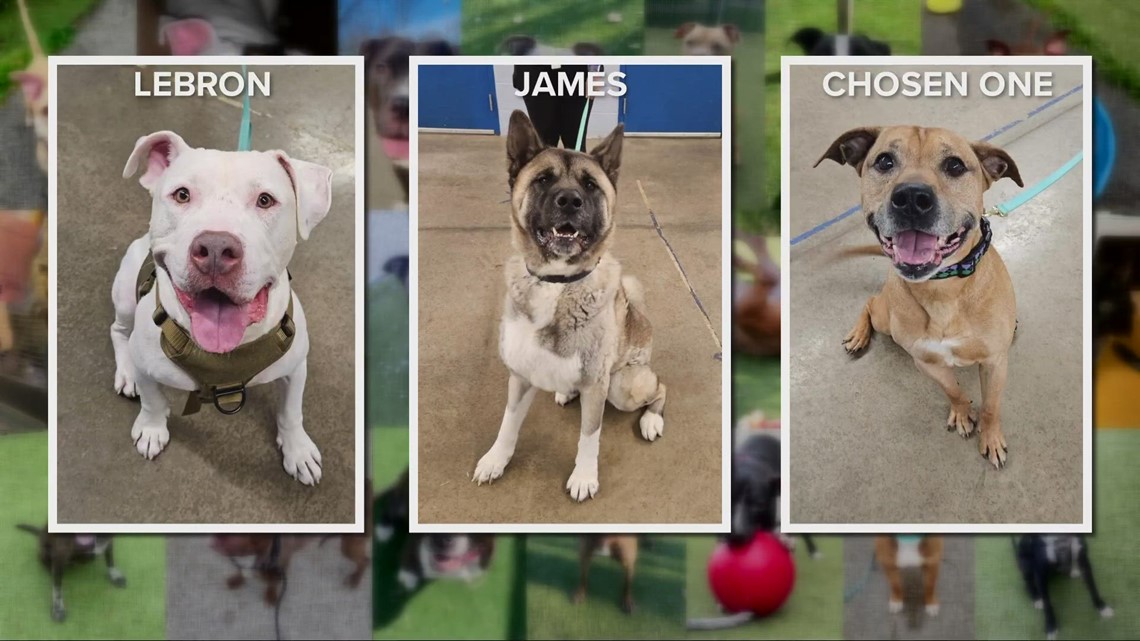 Humane Society of Summit County waiving adoption fees based on LeBron James' playoff performance
