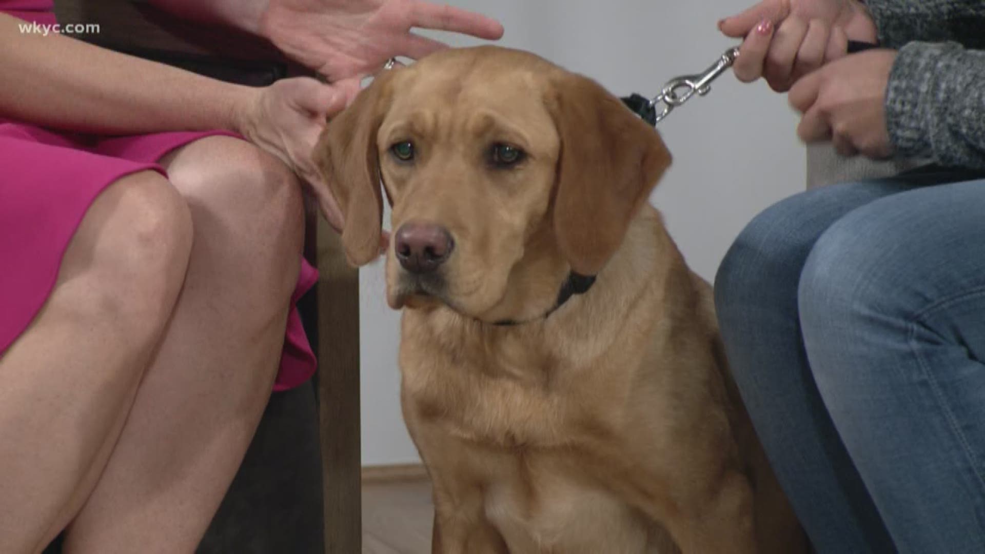 Nov. 19, 2019: Roxy is back in studio this morning as her handler offers must-know tips on how to keep your pup safe this winter season.